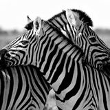 knuffelende zebra's