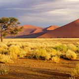 Namib 1 480